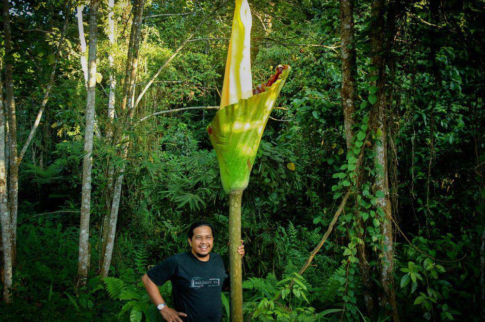 Bunga bangkai memiliki ukuran lebih dari 2 meter (commons.wikimedia.org/Jon rambes)