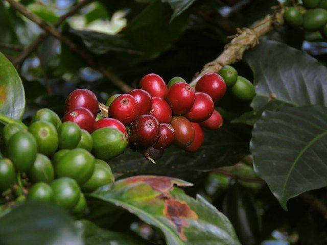 ilustrasi buah kopi (unsplash.com/Andres Hernandez)