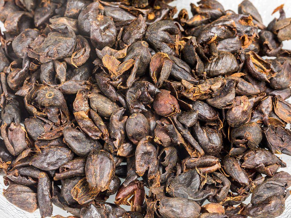 ilustrasi cascara (commons.wikimedia.org/Raimond Spekking)