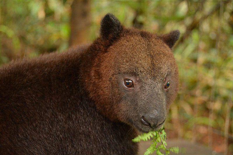 ilustrasi Dendrolagus dorianus (flickr.com/Martin Partridge)