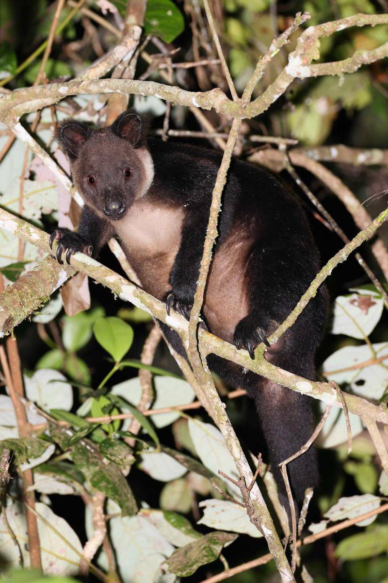 ilustrasi Dendrolagus ursinus (inaturalist.org/carlosbocos)