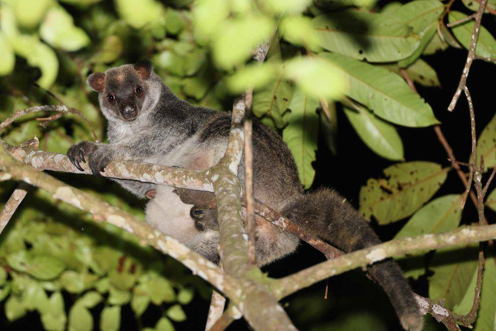 ilustrasi Dendrolagus inustus (inaturalist.org/carlosbocos)
