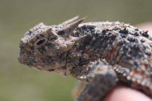 Katak bertanduk (commons.wikimedia.org/Marshal Hedin)
