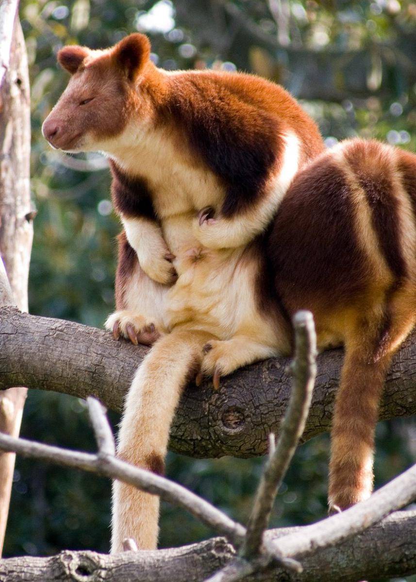 ilustrasi Dendrolagus goodfellowi (commons.wikimedia.org/Tim Williams)