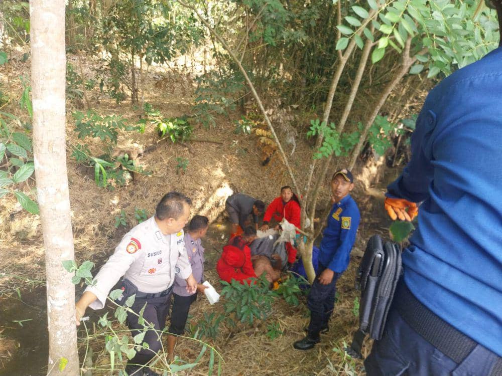 Kakek di Bantul Diserang Kawanan Lebah saat Garap Sawah