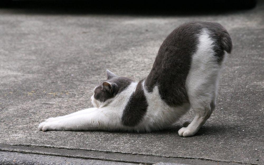 8 Perilaku Aneh Kucing yang Entah Artinya Apa