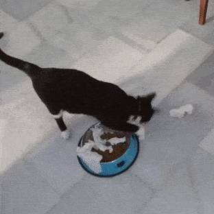 ilustrasi kucing (tofucatlitteraustralia.com.au)