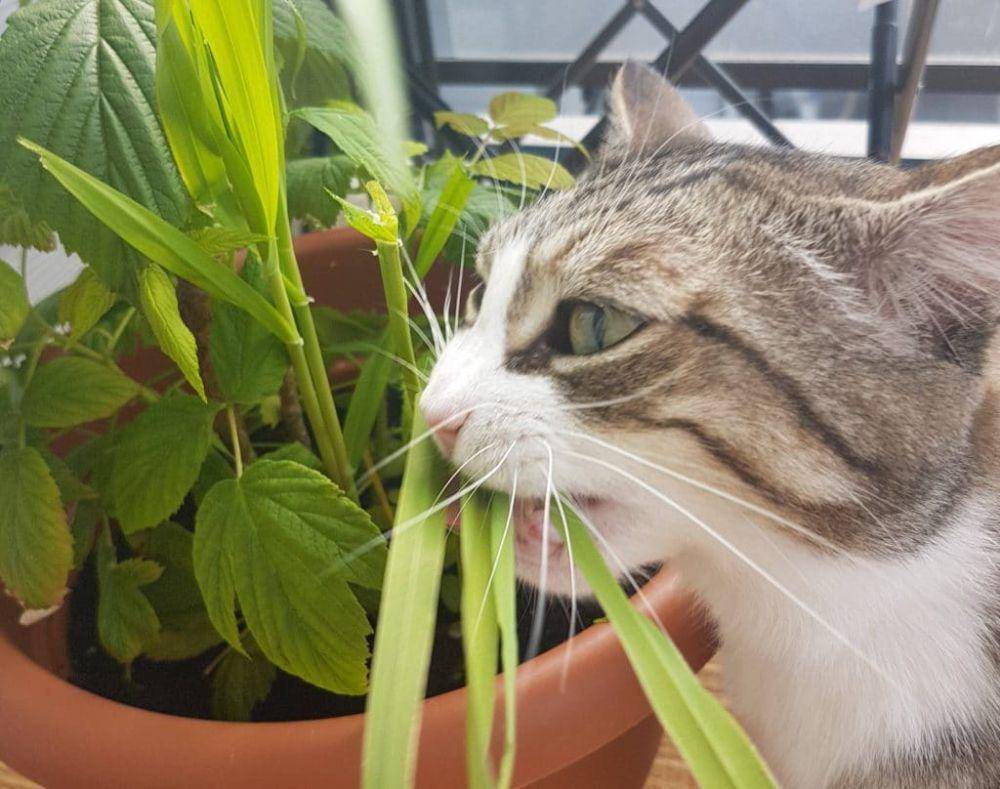 ilustrasi kucing (secretlivesofplants.com)