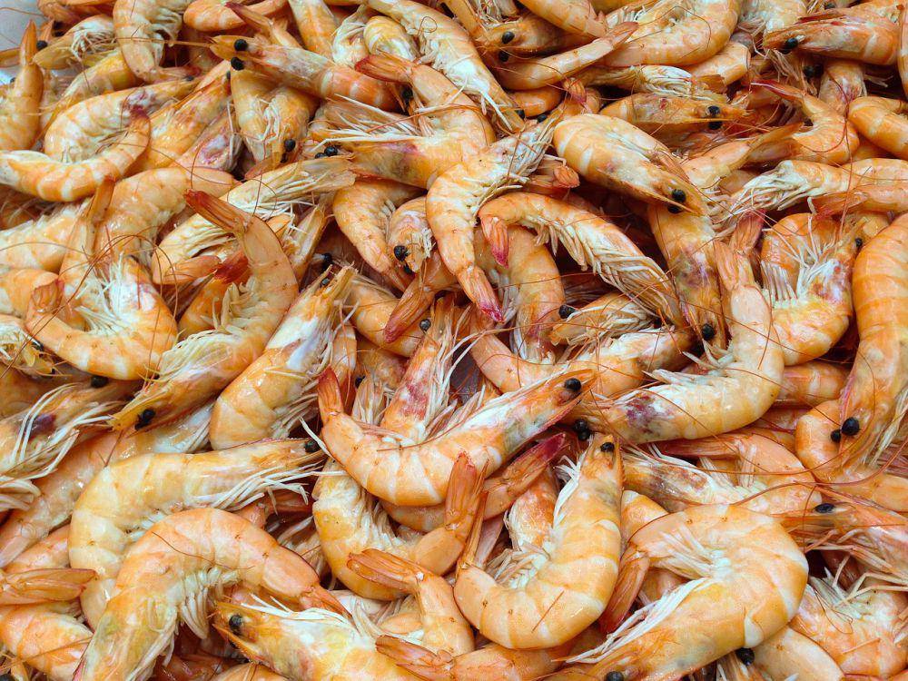 ilustrasi udang (pixabay.com/jackmac34)