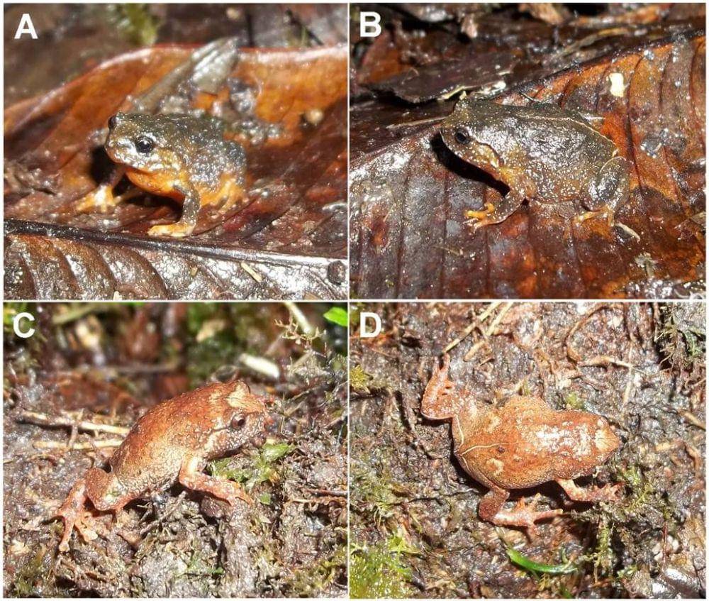 Katak Oreophryne riyantoi (dok. BRIN)