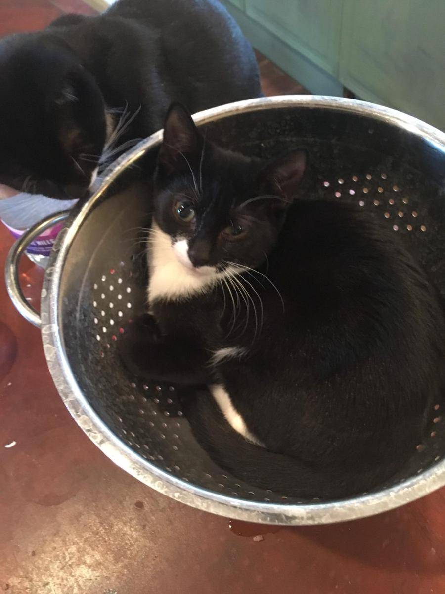 foto gemas kucing nongkrong di saringan (reddit.com/user/unicorneroticflower)