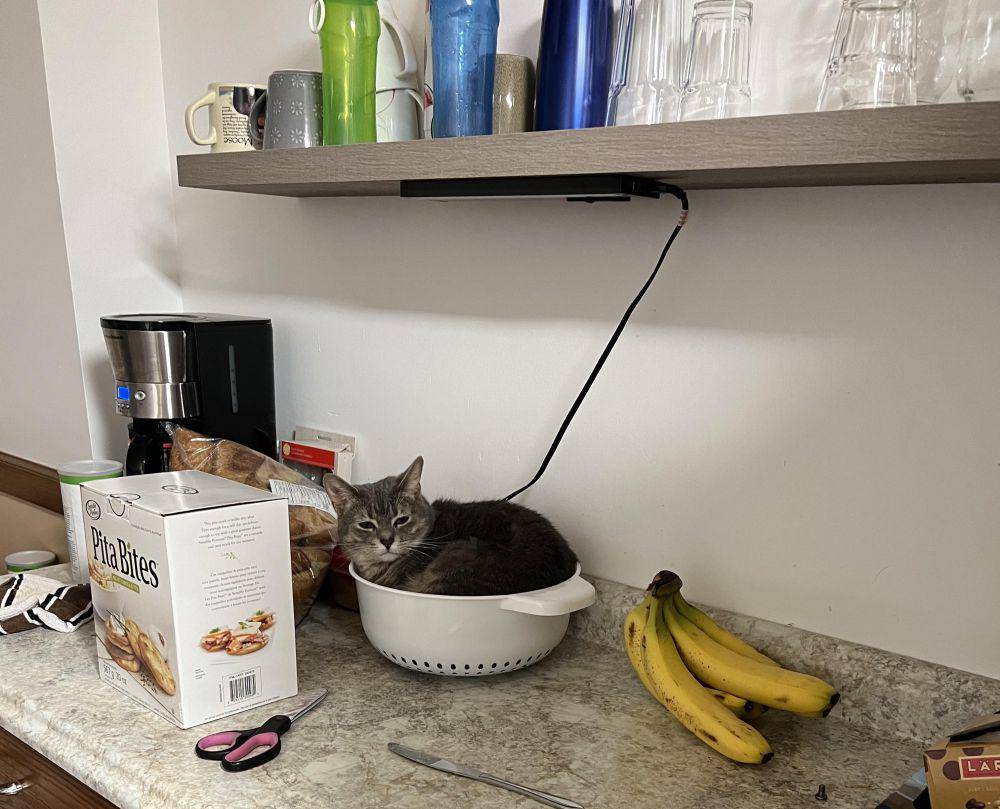 foto gemas kucing nongkrong di saringan (reddit.com/r/cats)