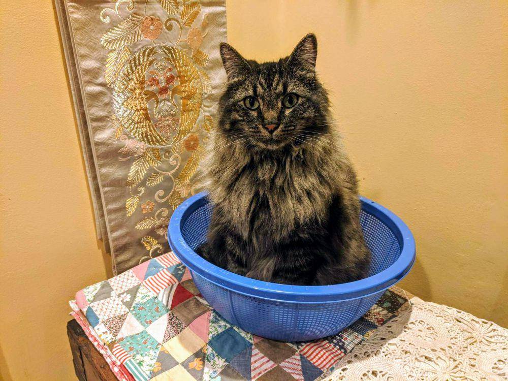 foto gemas kucing nongkrong di saringan (reddit.com/user/FireLemur84)