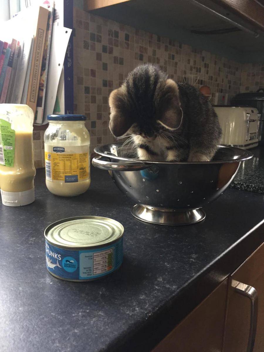 foto gemas kucing nongkrong di saringan (reddit.com/user/jadelayton011)