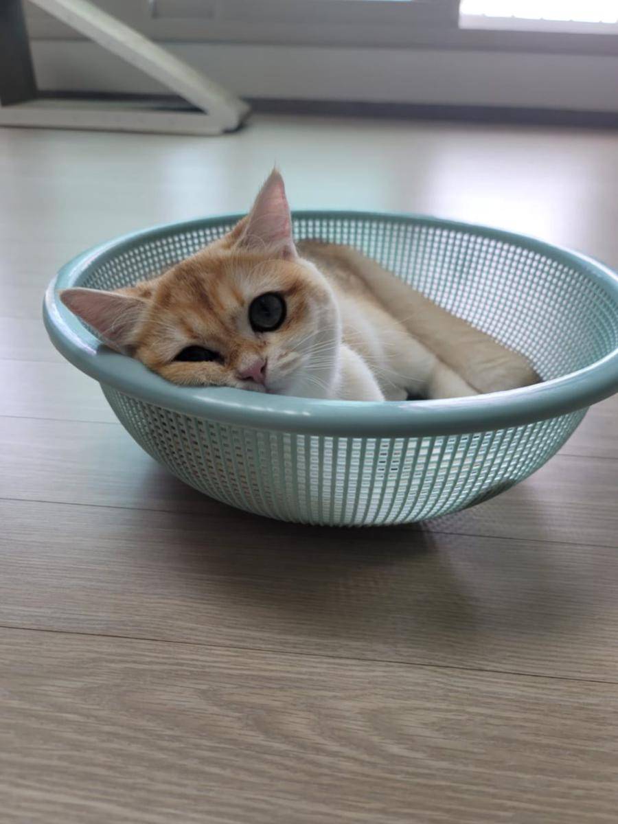 foto gemas kucing nongkrong di saringan (reddit.com/user/Suspicious-Goose-539)
