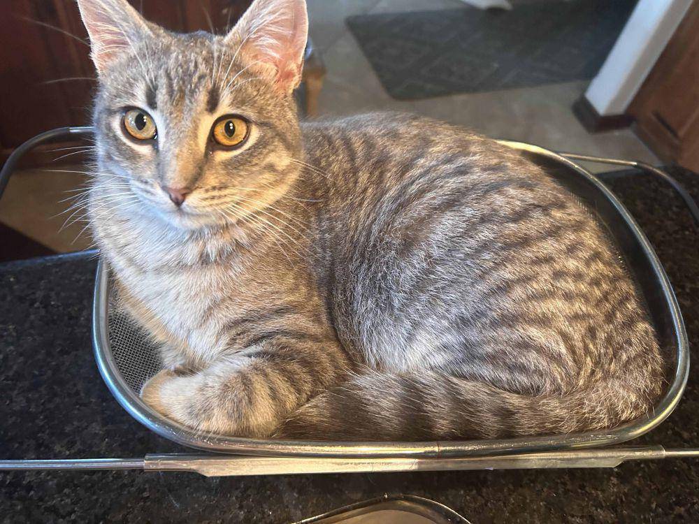 foto gemas kucing nongkrong di saringan (reddit.com/user/Actuaryba)