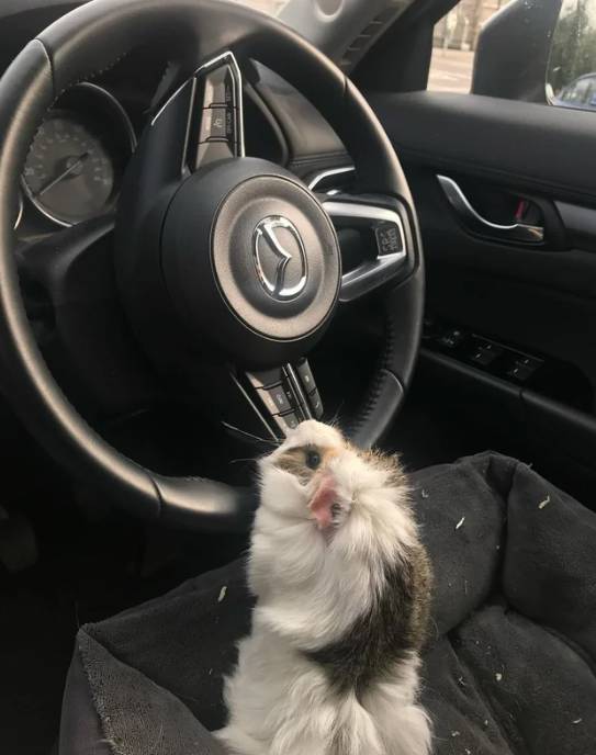 potret hewan menyetir mobil (reddit.com/eliteprephistory)
