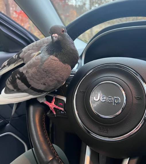 potret hewan menyetir mobil (reddit.com/princessohio)