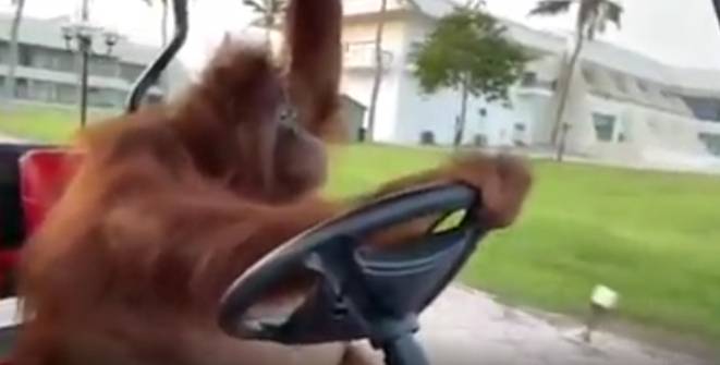 potret hewan menyetir mobil (reddit.com/NeedAFemaleCompanion)