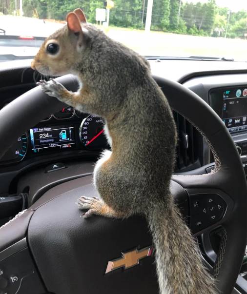 potret hewan menyetir mobil (reddit.com/Zestyclose_Most9909)