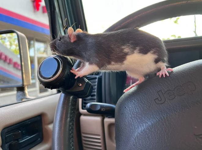 potret hewan menyetir mobil (reddit.com/neophlegm)