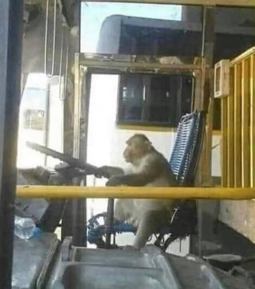 potret hewan menyetir mobil (instagram.com/disturbingzone)