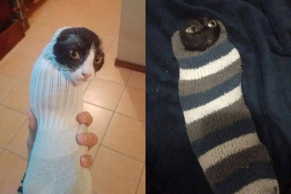 7 Potret Lucu Kucing dalam Kaus Kaki, Kayak Bayi Dibedong