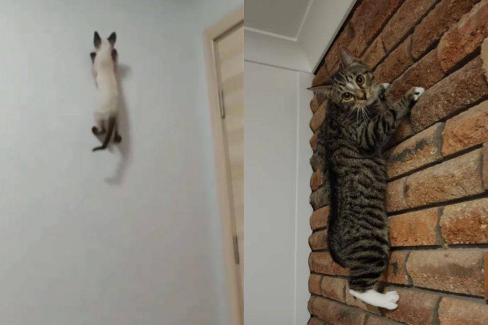 kolase potret kucing merayap di tembok (reddit.com/Pazluz I reddit.com/deleted)