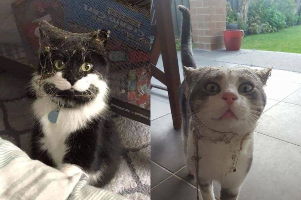 7 Potret Kocak Kucing Kena Jaring Laba-laba, Panik dan Geli Sendiri