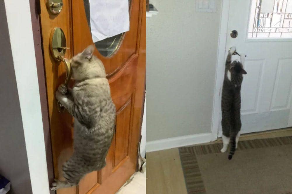 8 Potret Kucing Berusaha Menggerakkan Kenop Pintu, Mau Ketemu Doi!