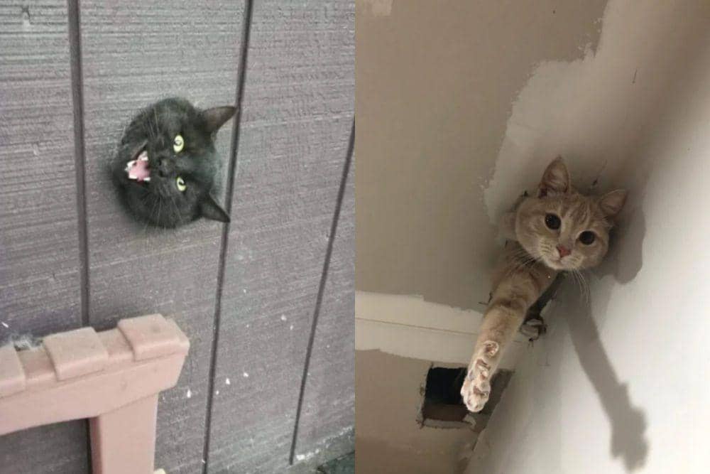 7 Potret Kocak Kucing Keluar dari Lubang di Dinding dan Plafon