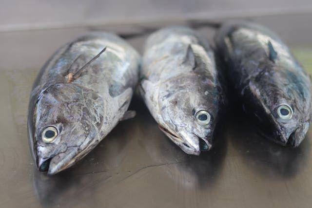 Ilustrasi ikan tongkol (pexels.com/Dominiquemel16 Ramos)