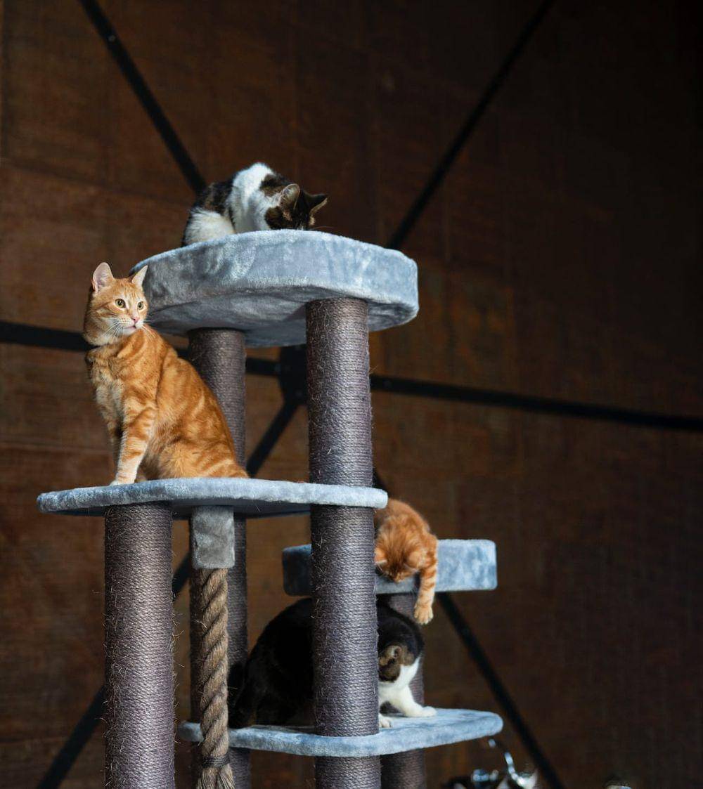 potret penggunaan cat tree (pexels.com/Petrebels)