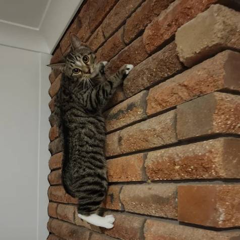 potret kucing merayap di tembok (reddit.com/deleted)