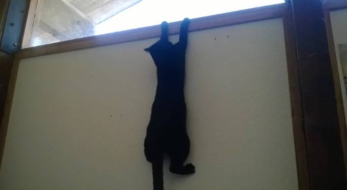 potret kucing merayap di tembok (reddit.com/blackduck158)