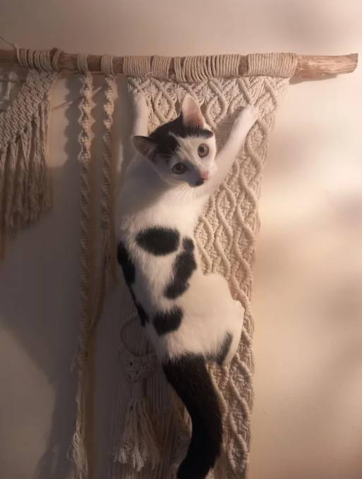potret kucing merayap di tembok (reddit.com/888temeraire888)