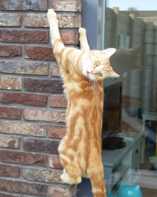 potret kucing merayap di tembok (reddit.com/Aviarn)