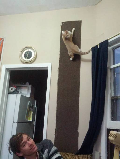 potret kucing merayap di tembok (reddit.com/romeo-a-bro-bro)