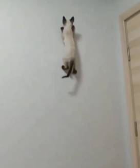 potret kucing merayap di tembok (reddit.com/Pazluz)