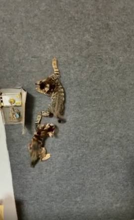 potret kucing merayap di tembok (reddit.com/CATLOVER111111)