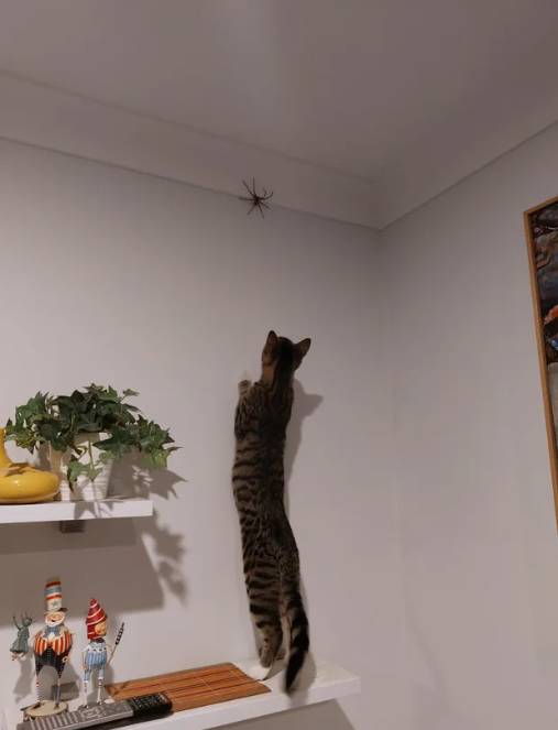 potret kucing merayap di tembok (reddit.com/Astral_Parallax)