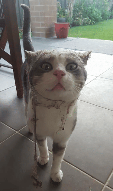 potret kucing kena sarang laba-laba (reddit.com/GallowBoob)