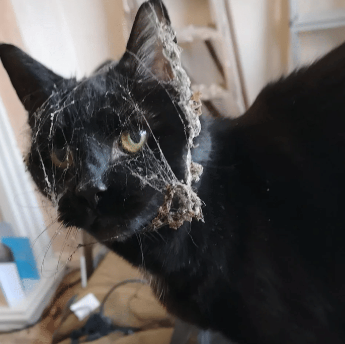 potret kucing kena sarang laba-laba (reddit.com/mafyoo)