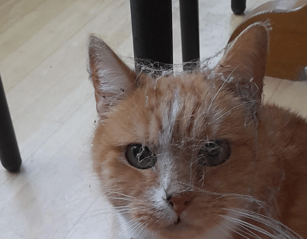 potret kucing kena sarang laba-laba (reddit.com/a_random_catlover)