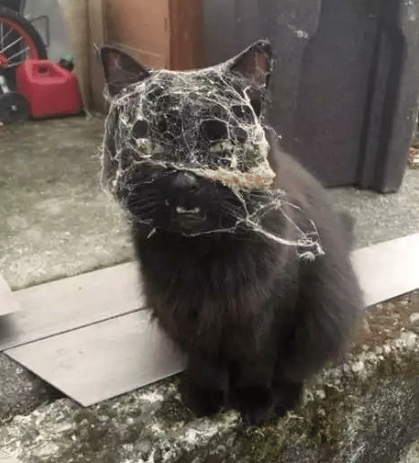 potret kucing kena sarang laba-laba (reddit.com/Radiant-monk)
