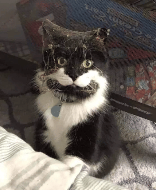 potret kucing kena sarang laba-laba (reddit.com/Meoowmy)