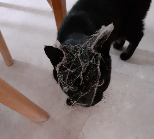 potret kucing kena sarang laba-laba (reddit.com/SanderFCohen)