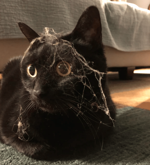 potret kucing kena sarang laba-laba (reddit.com/Infinite-Cranberry)