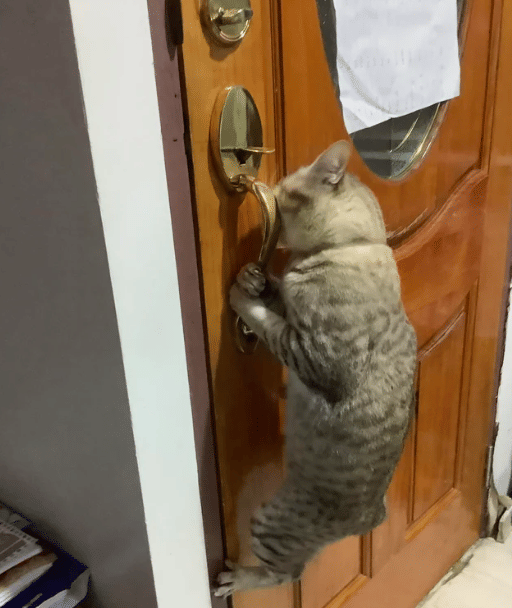kucing membuka kenop pintu (reddit.com/ButterscotchInside80)