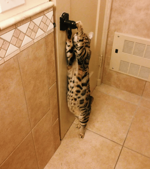 kucing membuka kenop pintu (reddit.com/Jon_Robert)